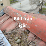 störande måsar