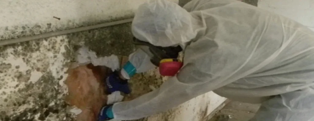 pågående sanering av mögeldrabbad källare